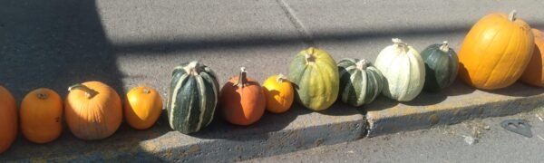 Calabaza de Castilla