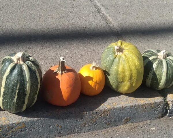 Calabaza de Castilla