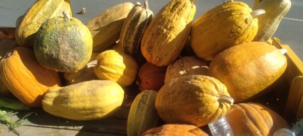 Calabaza de Castilla