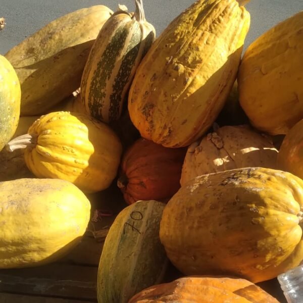 Calabaza de Castilla